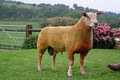 Power Livestock image 2