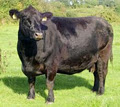 Power Livestock image 1