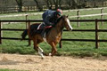 Pre-Training/Breaking, Schooling Horses logo