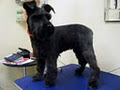 Sabrina's Dog Grooming image 3