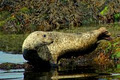 Seafari, eco-nature and seal watching image 3