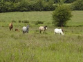 Shenandoah Stables image 2