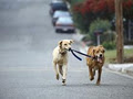 Take the Lead Dog walking service image 1