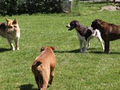 Wenden Boarding Kennels image 1