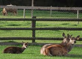 carrigbyrne mini farm image 2