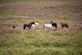 Galway Clare Burren Trail image 2