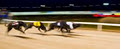 Shelbourne Park Greyhound Stadium image 3