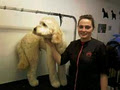 The Doggie Shop, Dog Grooming, Carrickmines image 3