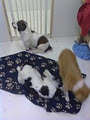 doggy doo's grooming image 6